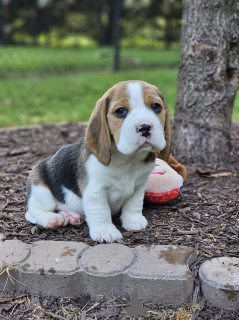 Zusätzliche Fotos: Beagle-Welpen zur Adoption