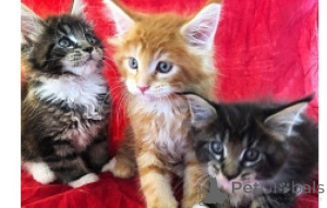 Foto №1. maine-coon-katze - zum Verkauf in der Stadt Berlin | verhandelt | Ankündigung № 169730