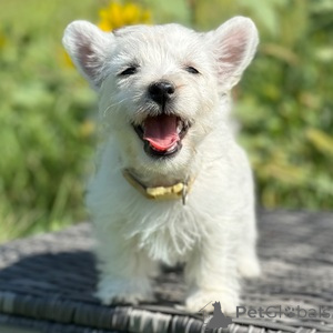 Foto №1. west highland white terrier - zum Verkauf in der Stadt Bamberg | 300€ | Ankündigung № 151483