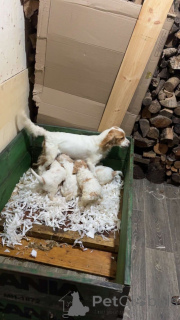 Foto №1. cavalier king charles spaniel - zum Verkauf in der Stadt Debrecen | 600€ | Ankündigung № 157679