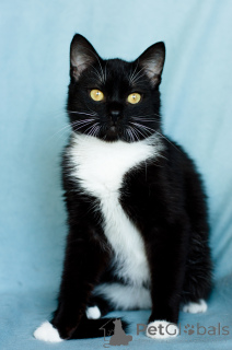 Foto №2 zu Ankündigung № 135295 zu verkaufen  - einkaufen Weißrussland quotient 	ankündigung