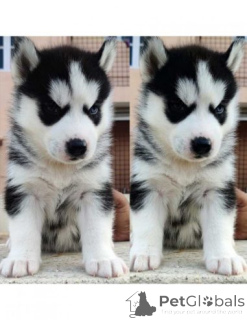 Foto №2 zu Ankündigung № 175103 zu verkaufen siberian husky - einkaufen Deutschland quotient 	ankündigung