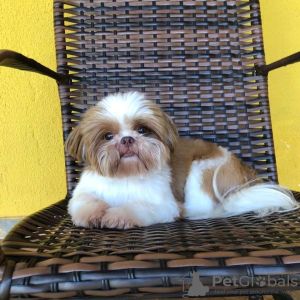 Foto №1. shih tzu - zum Verkauf in der Stadt Cairns | verhandelt | Ankündigung № 24815