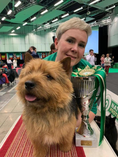 Foto №4. Ich werde verkaufen norwich terrier in der Stadt St. Petersburg. quotient 	ankündigung - preis - verhandelt