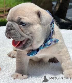 Foto №3. Wunderschöne lila französische Bulldogge 8 Wochen alt, Tierarzt überprüft und. USA