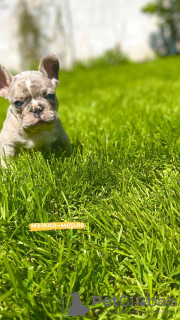 Zusätzliche Fotos: Hallo Französische Bulldoggenwelpen zu verkaufen.