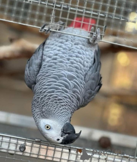 Foto №3. Erstaunliche sprechende afrikanische graue Papageien verfügbar. Die Philippinen