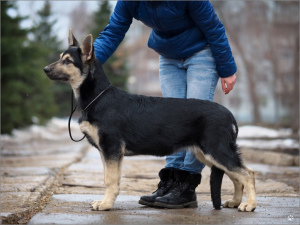 Foto №1. osteuropäischer schäferhund - zum Verkauf in der Stadt Можга | 483€ | Ankündigung № 6131