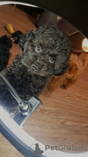 Foto №1. pudel (toy) - zum Verkauf in der Stadt München | 340€ | Ankündigung № 158885