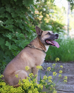 Foto №3. Alva wartet auf ein Zuhause.. Russische Föderation