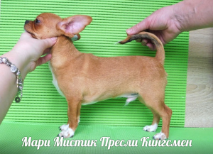 Foto №3. Chihuahua Welpen Mini und Standard, g - w und d - w. Russische Föderation