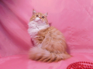 Foto №4. Ich werde verkaufen highland falde in der Stadt Mariupol. vom kindergarten - preis - 250€