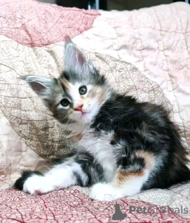 Foto №2 zu Ankündigung № 137220 zu verkaufen maine-coon-katze - einkaufen Deutschland züchter