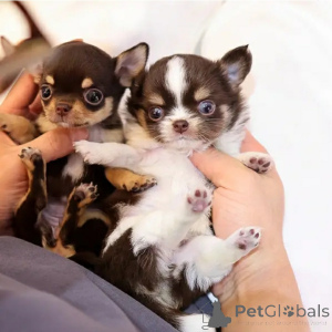 Foto №2 zu Ankündigung № 167173 zu verkaufen mischlingshund - einkaufen USA züchter