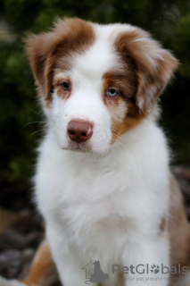 Foto №1. australian cattle dog - zum Verkauf in der Stadt Minsk | verhandelt | Ankündigung № 42470