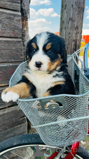 Foto №1. berner sennenhund - zum Verkauf in der Stadt Dovilai | verhandelt | Ankündigung № 159872
