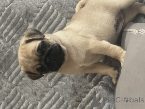 Foto №2 zu Ankündigung № 155110 zu verkaufen mops - einkaufen Russische Föderation 