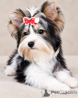 Foto №2 zu Ankündigung № 176368 zu verkaufen biewer terrier - einkaufen Türkei züchter