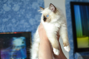 Foto №2 zu Ankündigung № 2153 zu verkaufen ragdoll-katze - einkaufen Russische Föderation vom kindergarten