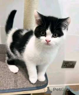 Foto №1. munchkin - zum Verkauf in der Stadt Berlin | verhandelt | Ankündigung № 136794