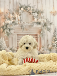 Foto №4. Ich werde verkaufen pudel (toy) in der Stadt Poznan. züchter - preis - 2090€