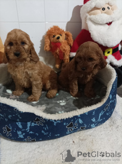 Foto №2 zu Ankündigung № 126638 zu verkaufen otterhund - einkaufen Serbien 