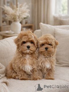 Foto №1. maltipu - zum Verkauf in der Stadt München | verhandelt | Ankündigung № 165533