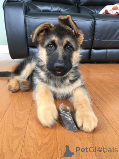 Foto №2 zu Ankündigung № 168395 zu verkaufen deutscher schäferhund - einkaufen Belgien züchter