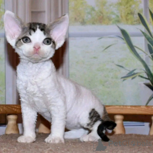 Foto №2 zu Ankündigung № 138094 zu verkaufen devon rex - einkaufen Deutschland züchter