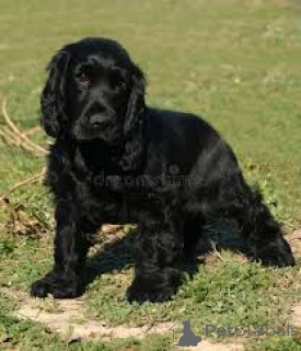 Foto №3. Englische Cocker-Spaniel-Welpen zu verkaufen. Frankreich