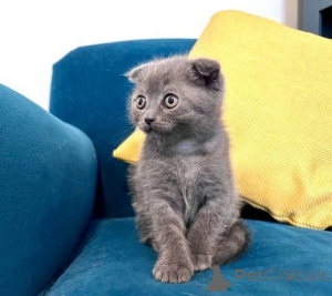 Foto №2 zu Ankündigung № 173960 zu verkaufen schottische faltohrkatze - einkaufen USA 