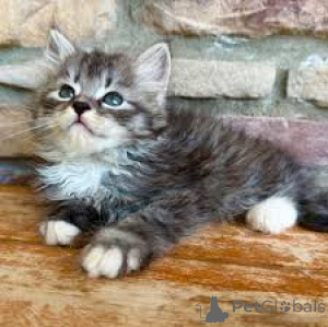 Foto №1. sibirische katze - zum Verkauf in der Stadt Helsinki | 450€ | Ankündigung № 170881