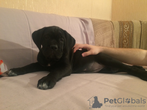 Foto №1. cane corso italiano - zum Verkauf in der Stadt St. Petersburg | verhandelt | Ankündigung № 8581