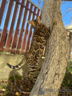 Foto №4. Ich werde verkaufen bengal katzenrasse in der Stadt Ричмонд. quotient 	ankündigung, vom kindergarten, züchter - preis - verhandelt