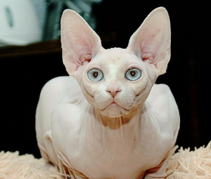 Foto №1. sphynx cat - zum Verkauf in der Stadt Москва | verhandelt | Ankündigung № 2104