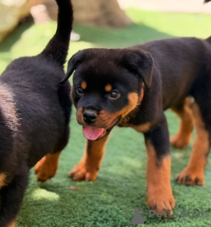 Foto №2 zu Ankündigung № 166175 zu verkaufen rottweiler - einkaufen Deutschland quotient 	ankündigung