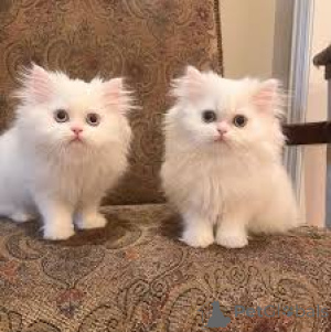 Foto №1. perserkatze - zum Verkauf in der Stadt Brüssel | 500€ | Ankündigung № 165819