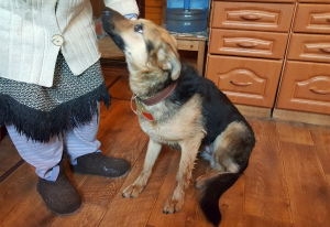 Zusätzliche Fotos: Mischlingshirtenhund sucht ein Zuhause