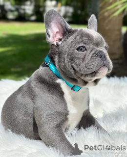 Foto №1. französische bulldogge - zum Verkauf in der Stadt Berlin | verhandelt | Ankündigung № 154944