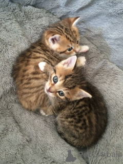 Foto №2 zu Ankündigung № 157793 zu verkaufen ceylon katze - einkaufen Deutschland aus dem tierheim, züchter