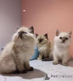 Foto №1. himalayan cat - zum Verkauf in der Stadt Paris | 500€ | Ankündigung № 165517