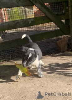 Foto №1. border terrier - zum Verkauf in der Stadt Seda | verhandelt | Ankündigung № 159993