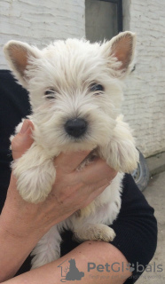 Foto №2 zu Ankündigung № 96958 zu verkaufen west highland white terrier - einkaufen Finnland quotient 	ankündigung