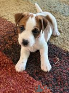 Foto №2 zu Ankündigung № 163949 zu verkaufen jack russell terrier - einkaufen Niederlande quotient 	ankündigung, züchter