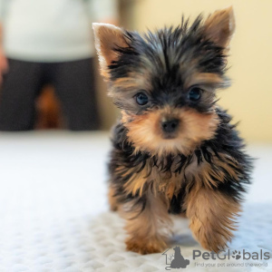 Foto №2 zu Ankündigung № 100258 zu verkaufen yorkshire terrier - einkaufen Polen quotient 	ankündigung, vom kindergarten, aus dem tierheim, züchter