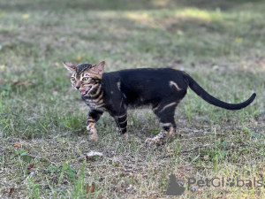 Foto №4. Ich werde verkaufen bengal katzenrasse in der Stadt Дрезден. quotient 	ankündigung, vom kindergarten, züchter - preis - verhandelt