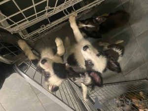 Foto №2 zu Ankündigung № 135612 zu verkaufen border collie - einkaufen Deutschland quotient 	ankündigung, züchter