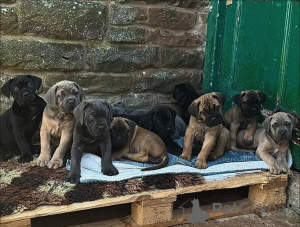 Foto №2 zu Ankündigung № 163769 zu verkaufen cane corso italiano - einkaufen Italien quotient 	ankündigung, züchter