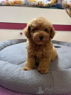 Foto №3. Roter Zwergpudel. Serbien