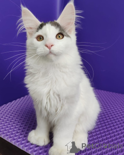 Foto №1. maine-coon-katze - zum Verkauf in der Stadt Varmaland | verhandelt | Ankündigung № 156251